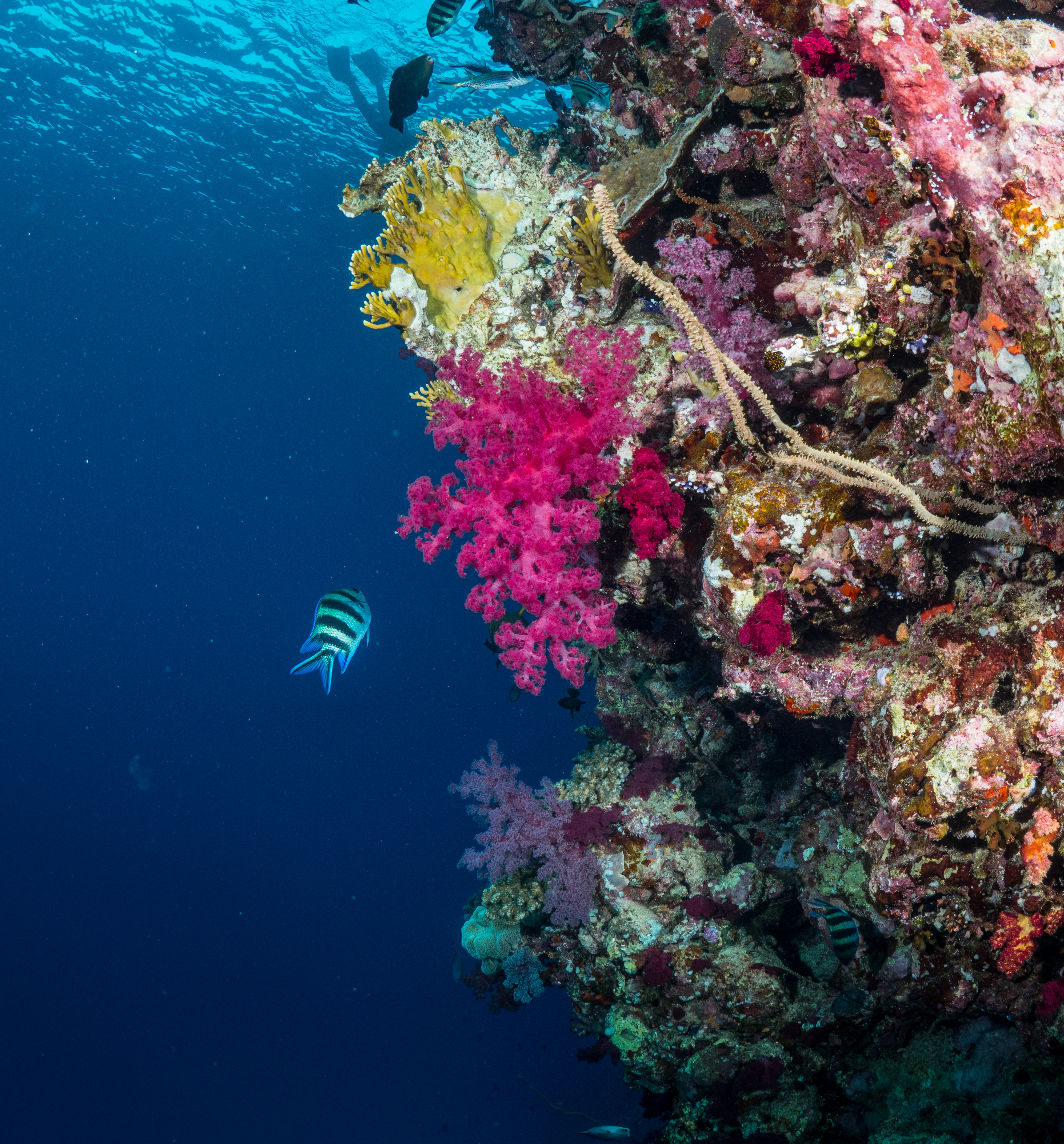 A vibrant underwater scene in the Red Sea: Colorful and healthy coral formations teeming with Sergeant Major fish.