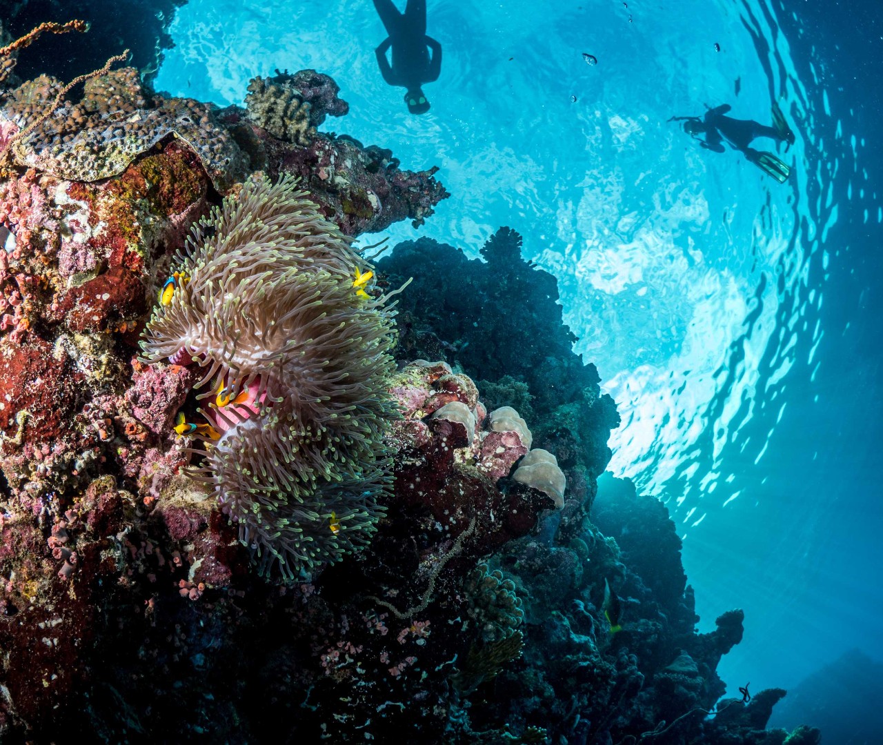 Reef image