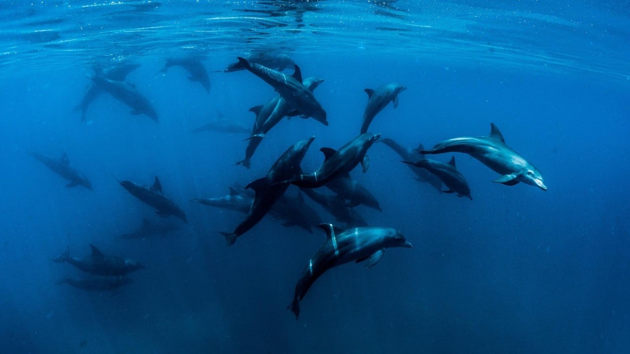 dolphin