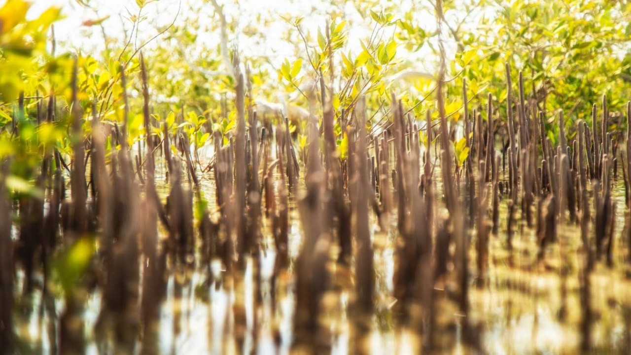 mangrove