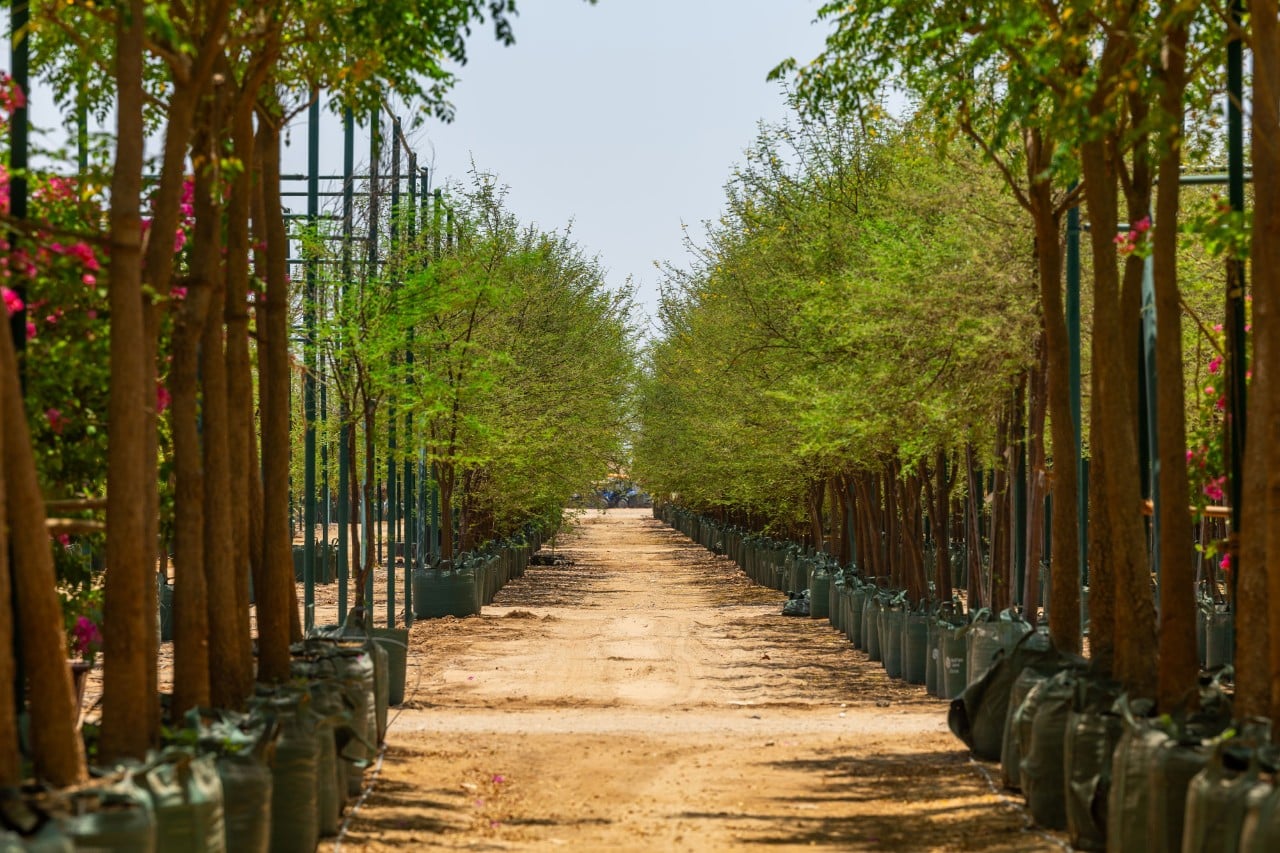mangrove