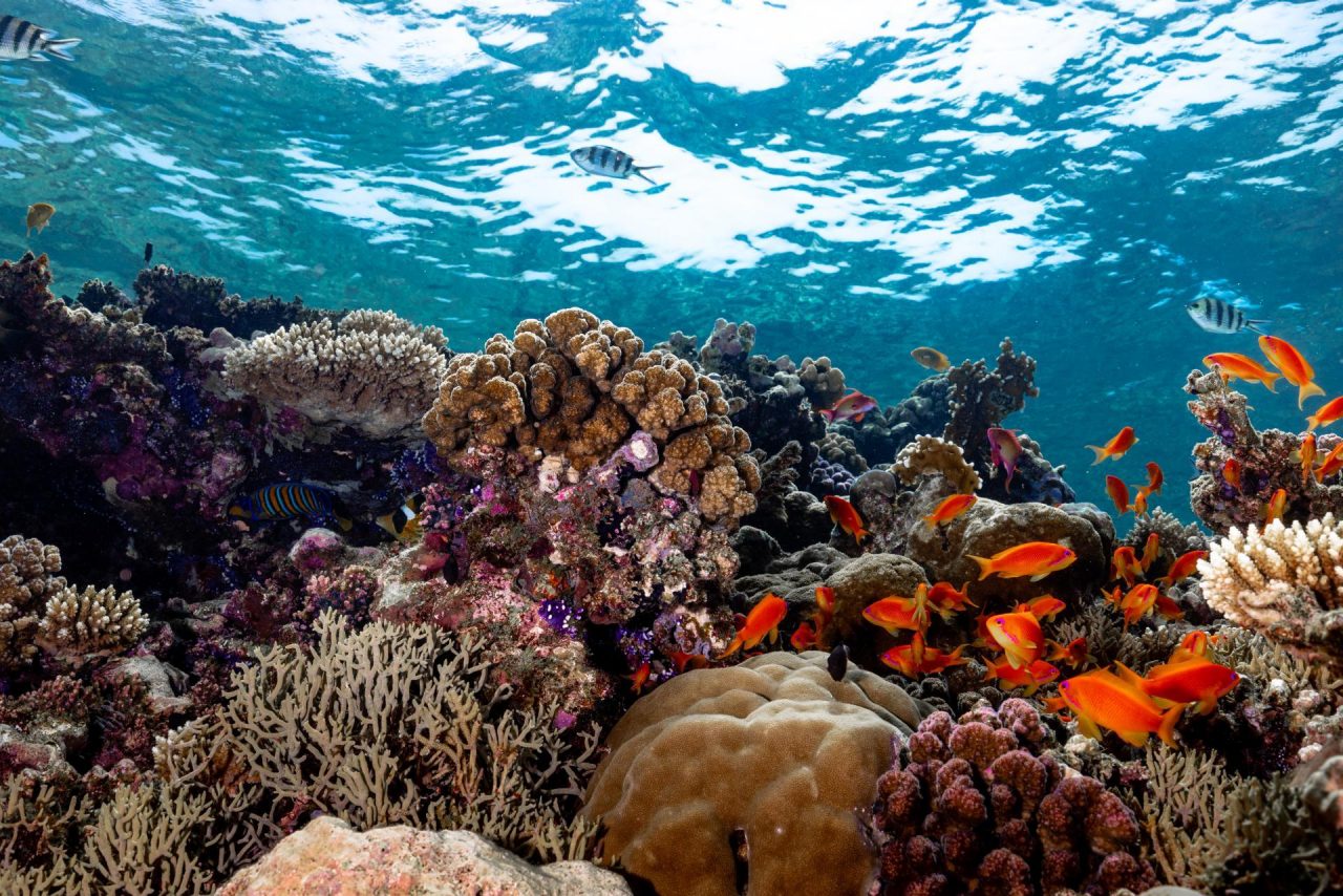 Reef Under the Sea