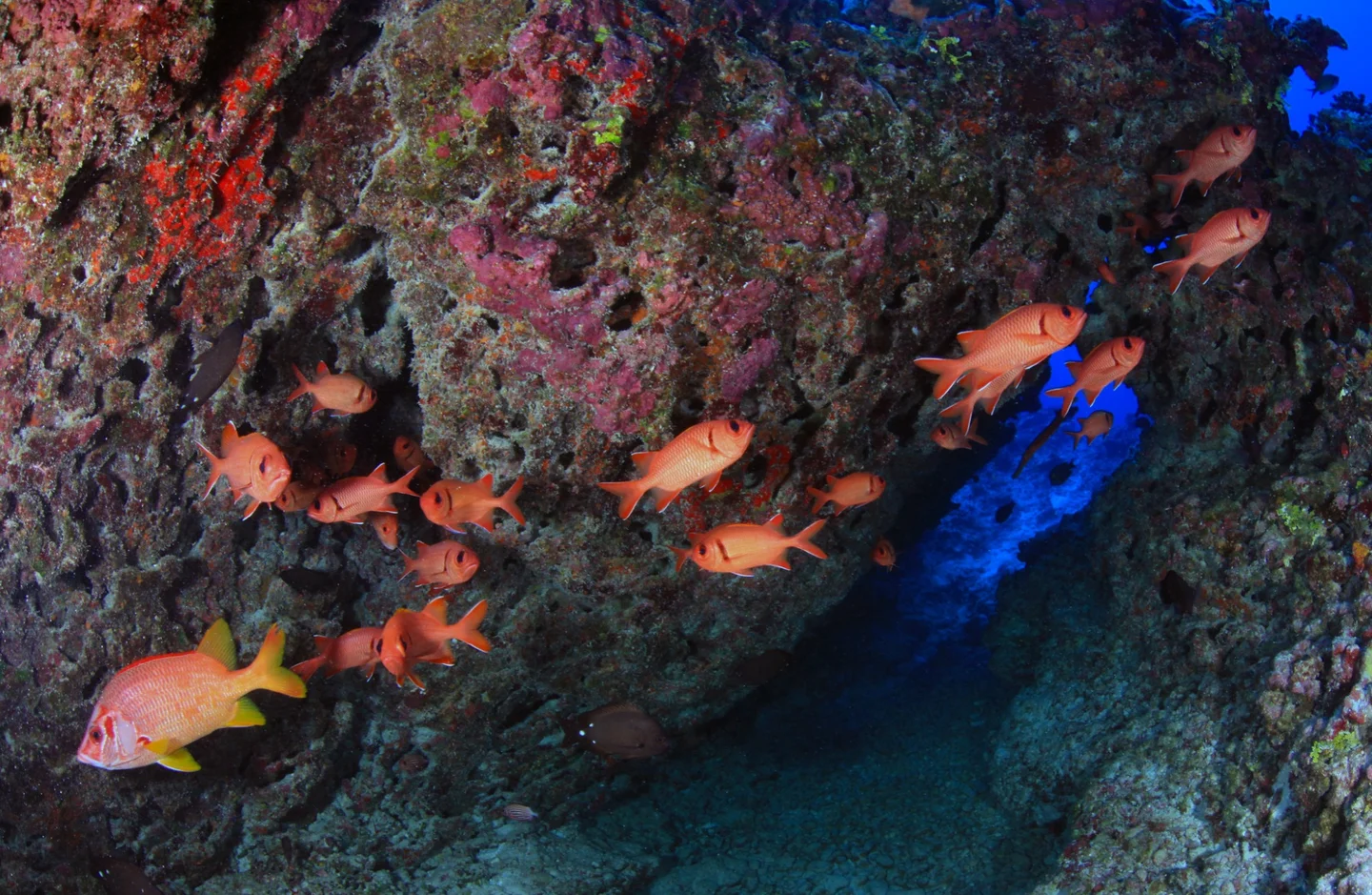 Fish populations thrive near marine protected areas—and so do fishers