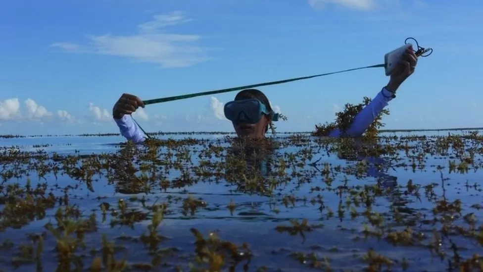 Climate change: Can an enormous seaweed farm help curb it?