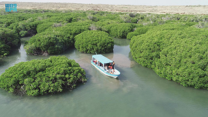 Deals signed to plant mangrove trees in Saudi Arabia