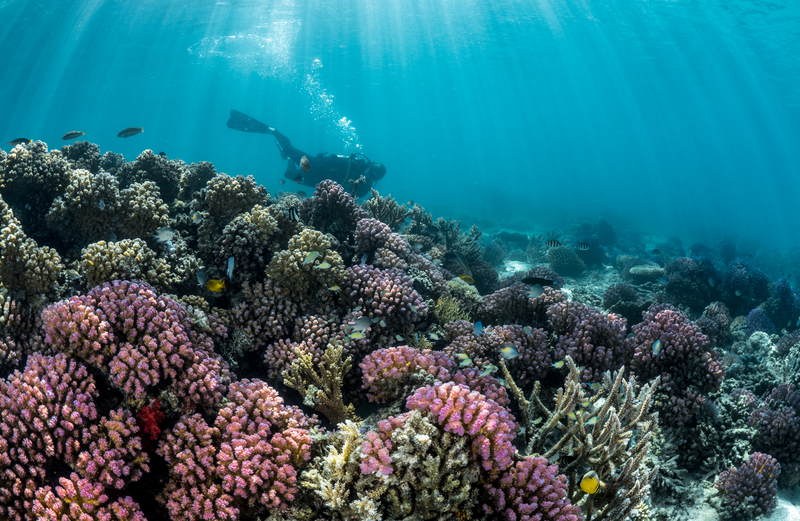 Biodiversity of the Red Sea Coastline Explored in Comprehensive New Wildlife and Ecosystem Study