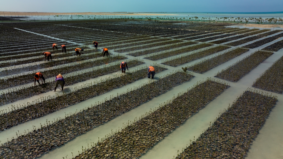 Red Sea Global on track to plant 50 million mangrove trees by 2030 with launch of dedicated nursery