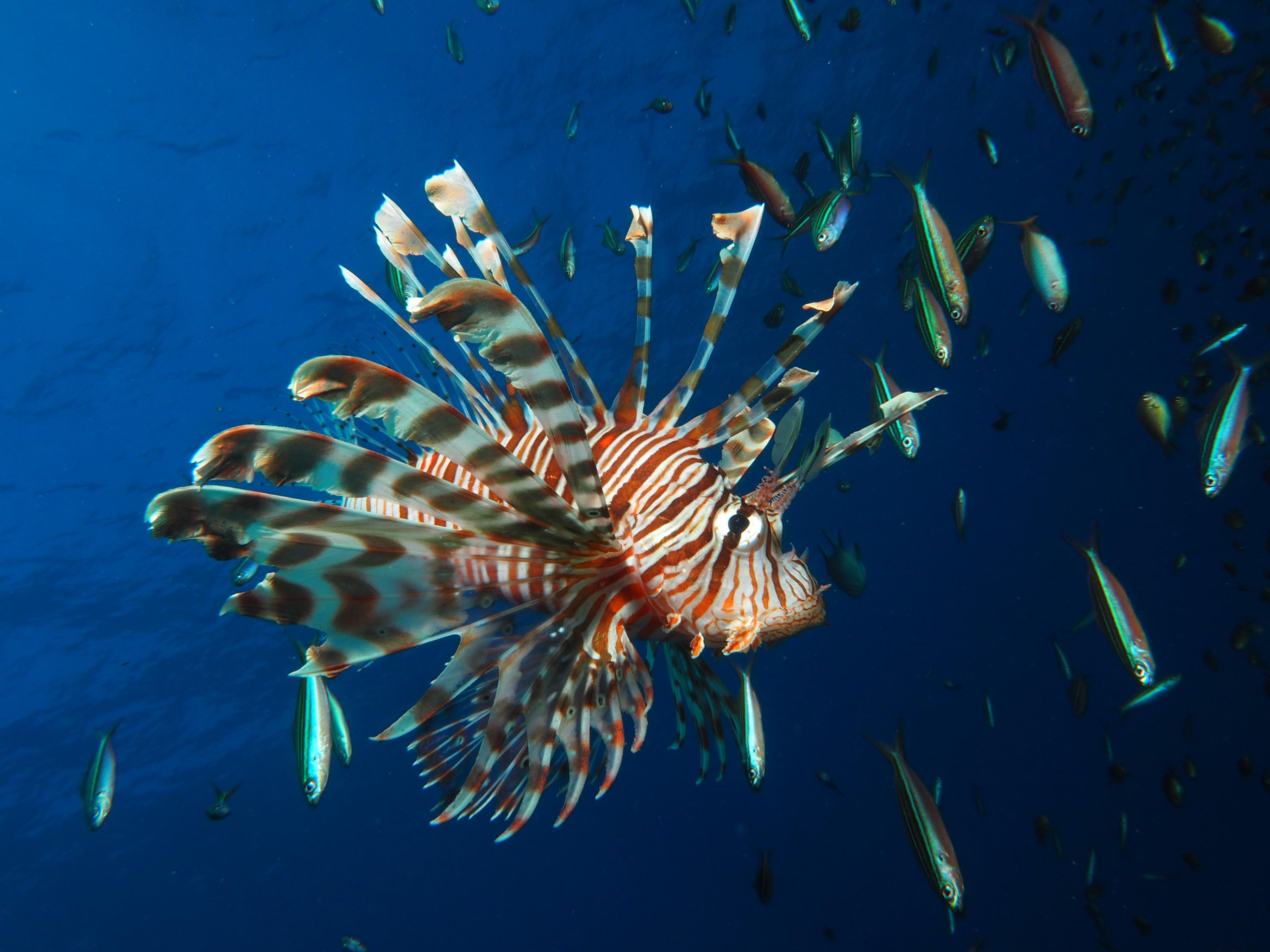 البحر الأحمر الدولية تكشف عن نتائج أضخم دراسة من نوعها على البيئة والحياة البحرية في ساحل البحر الأحمر