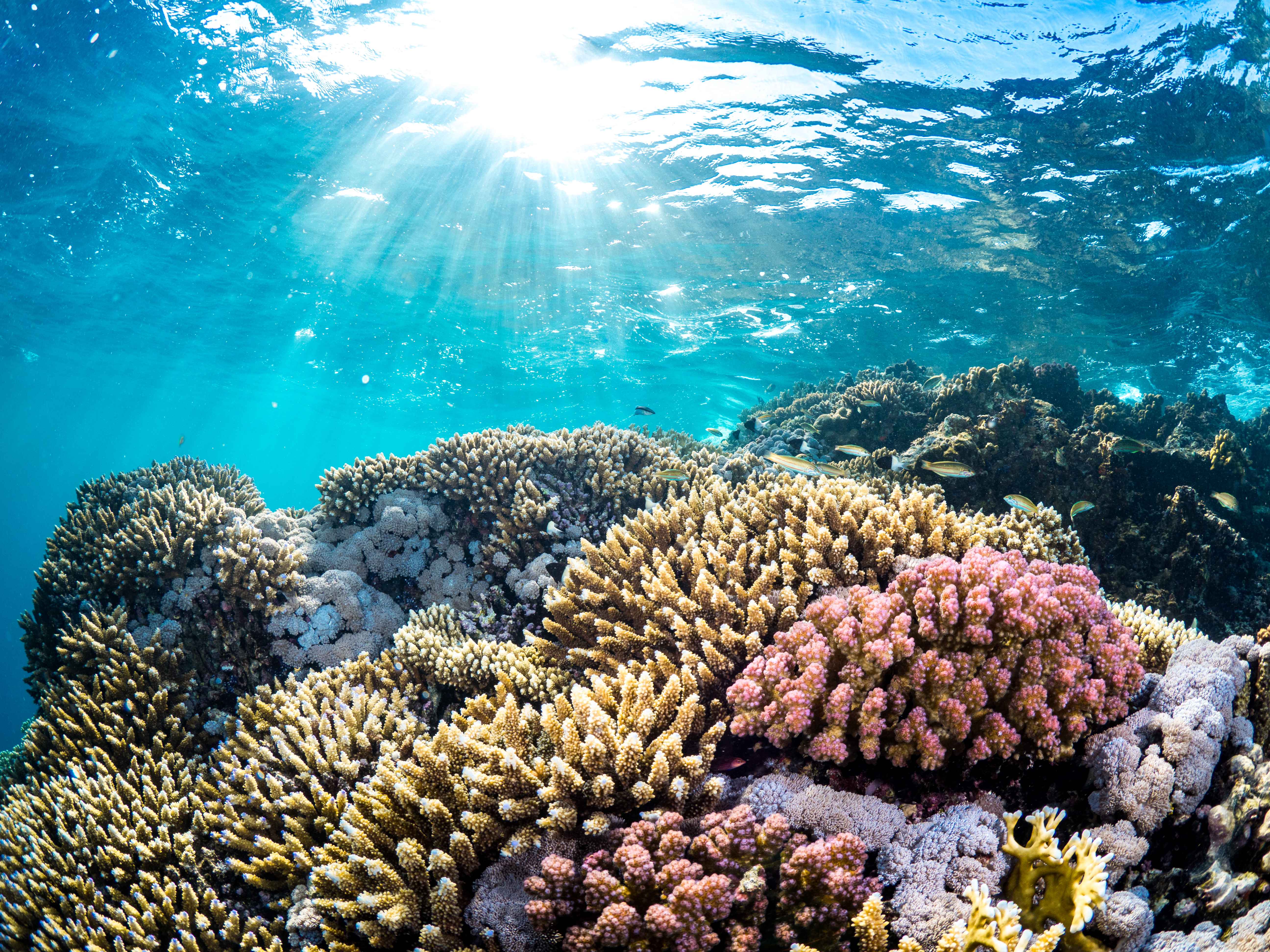  A thriving coral ecosystem features colorful and diverse corals in the Red Sea.