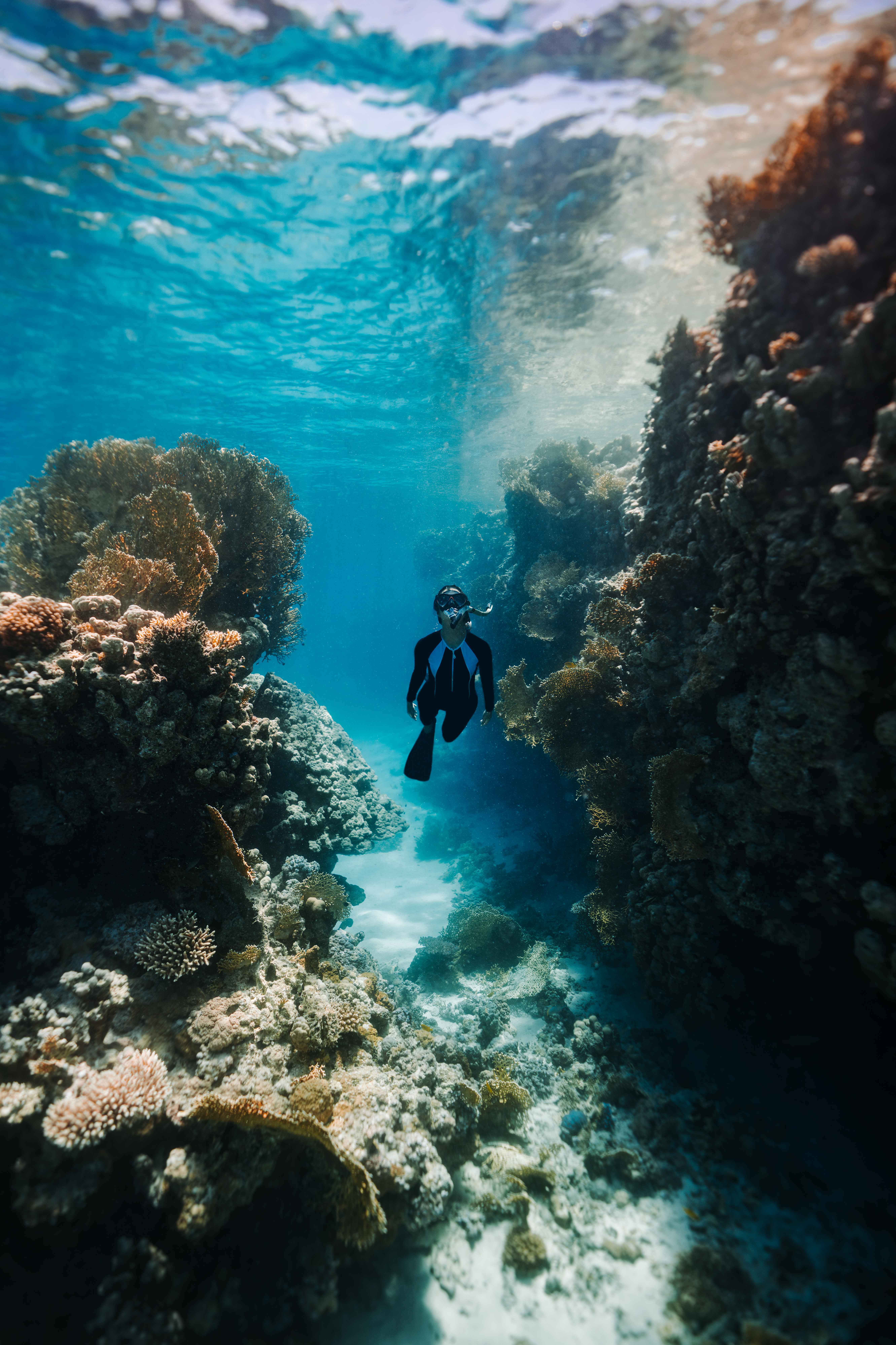 A swimmer is enjoying the captivating underwater scenery in the Red Sea, near a coral reef teeming with vibrant marine life.